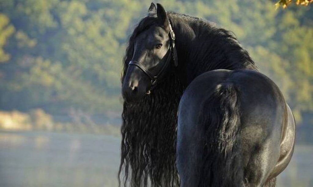 Αυτό είναι το ομορφότερο άλογο του κόσμου