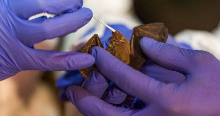 Κυνηγοί ιών: Ερευνούν σπηλιές νυχτερίδων για να προβλέψουν την επόμενη πανδημία