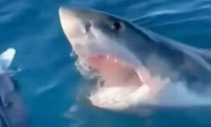Αυστραλία: Στιγμές από τα «Σαγόνια του Καρχαρία» για οικογένεια σε σκάφος